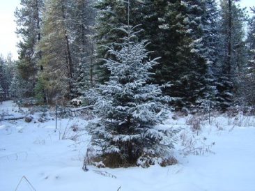 The Living Christmas Tree Image